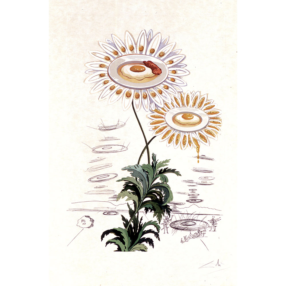 0589_Marguerite_ChrysanthemumFrutescens